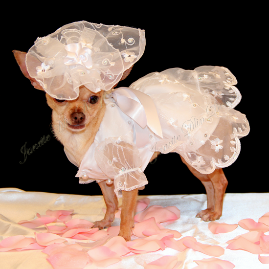 Elegant Dog Wedding Dress Janette Dlin Design Elegant Dog Wedding Dress Janette Dlin Design
